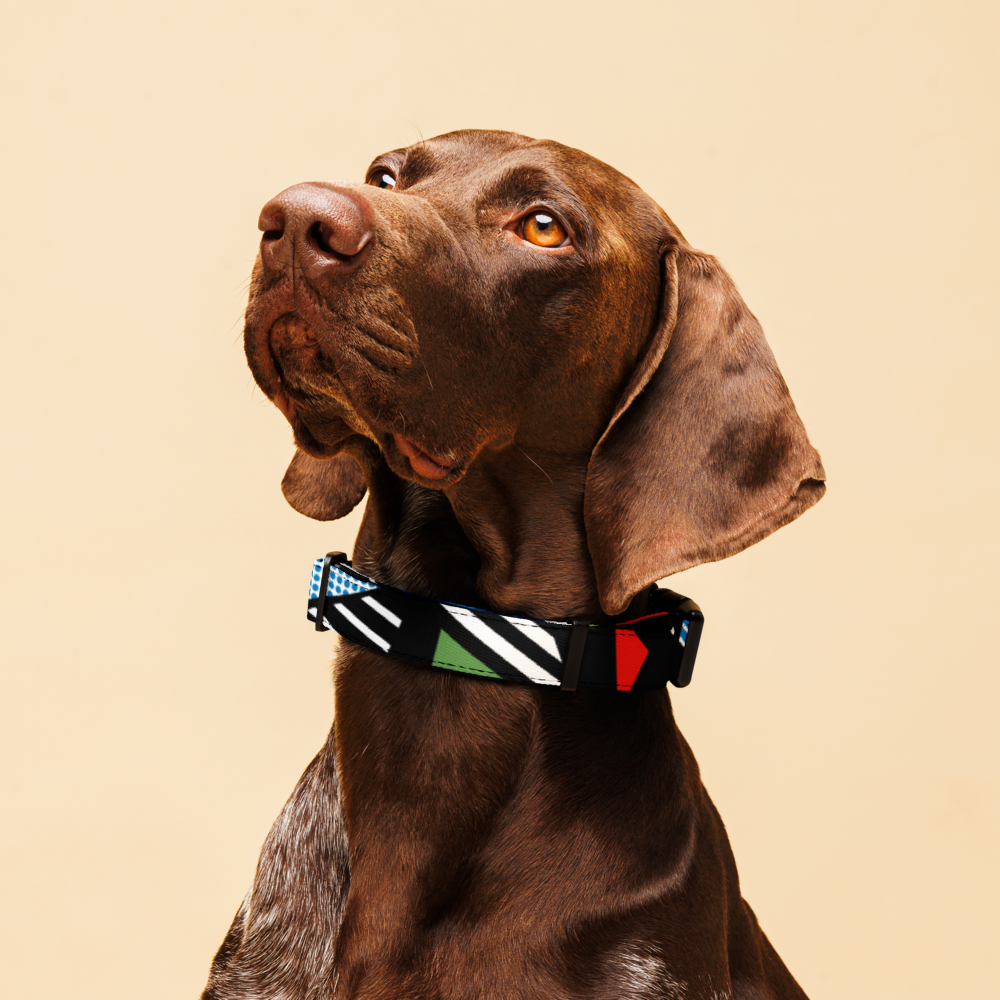 Pop Art Pet collar