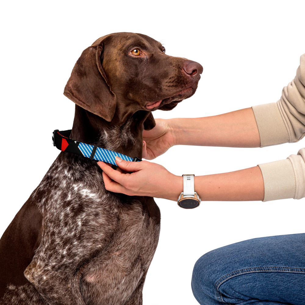 Pop Art Pet collar