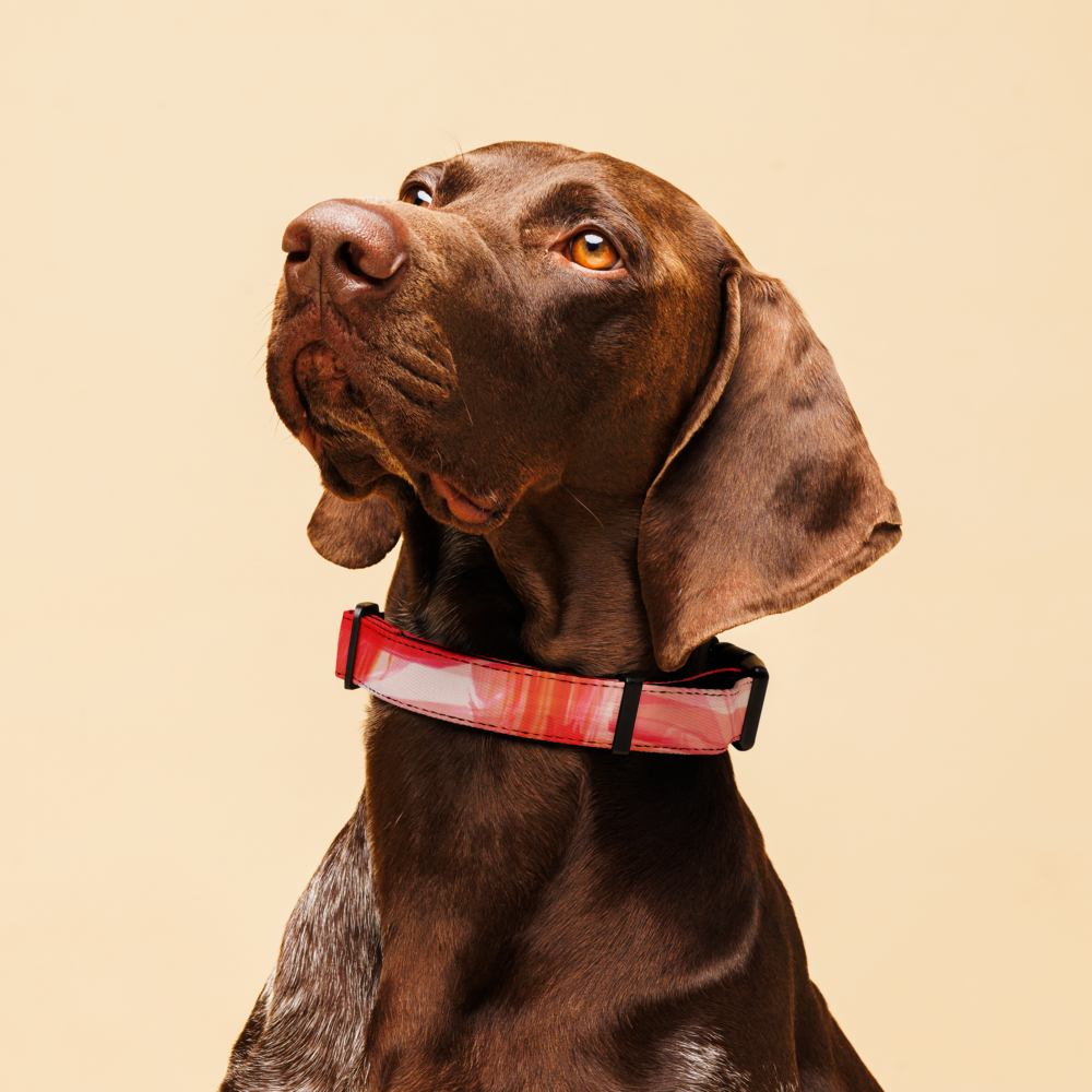 Artful Pet collar