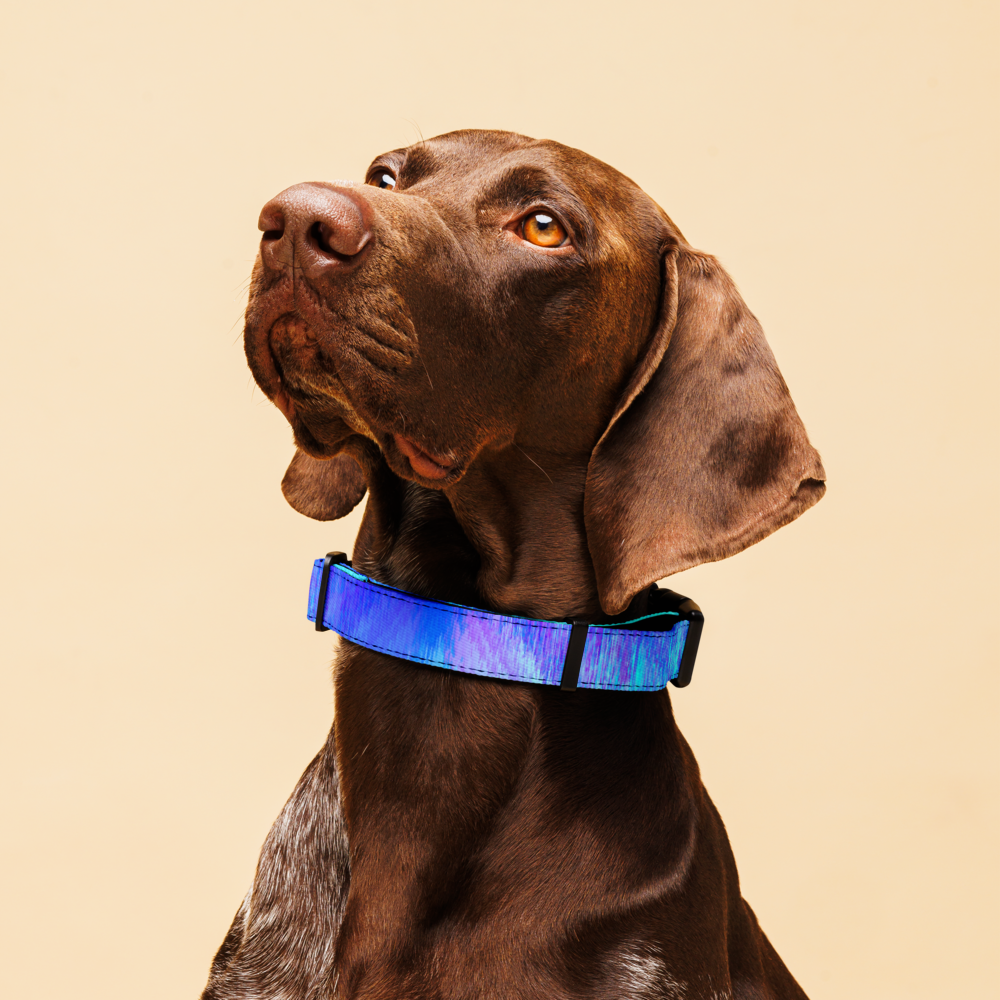 Blue Dream Pet collar