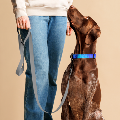 Blue Dream Pet collar