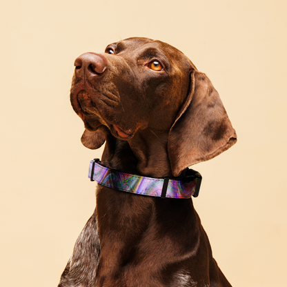 Color Soup Pet collar
