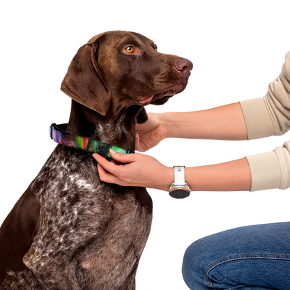 Color Soup Pet collar