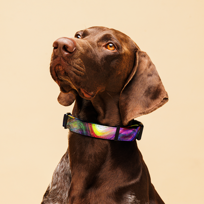 Color Soup Pet collar