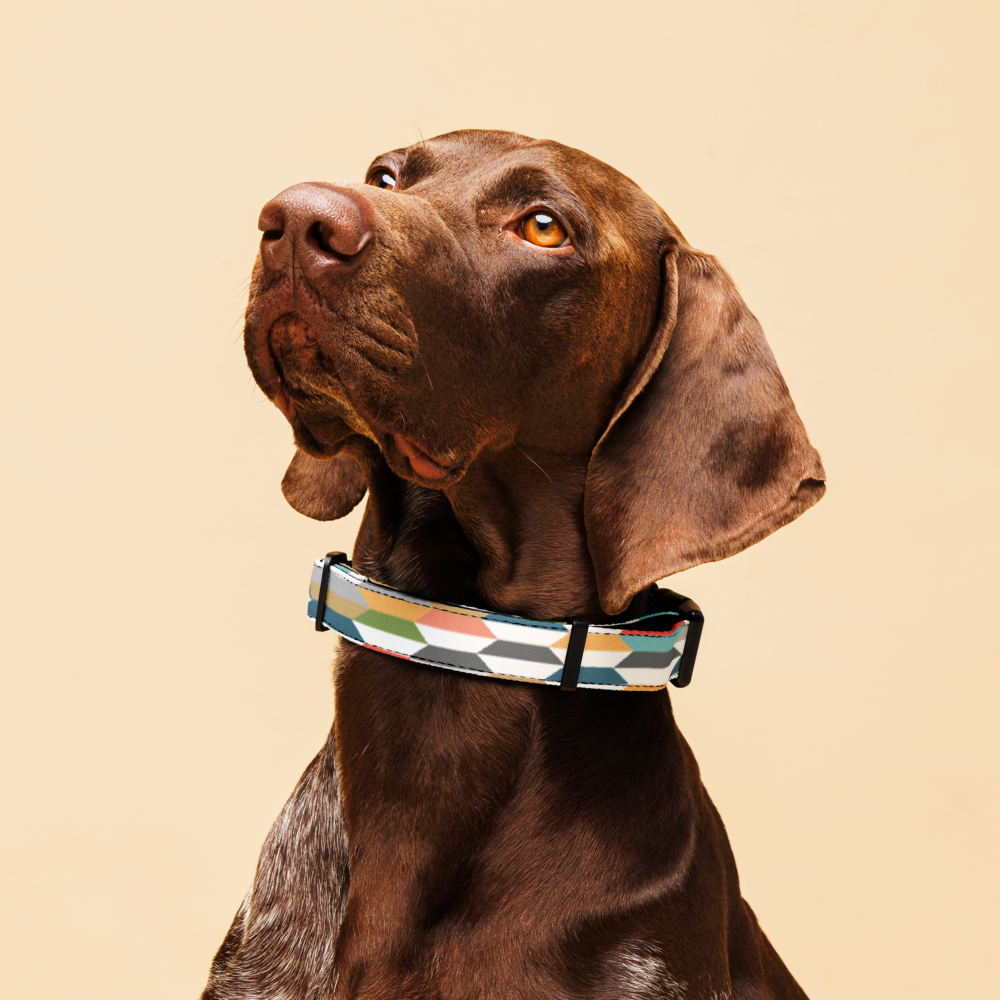 Graphic Color Pet collar