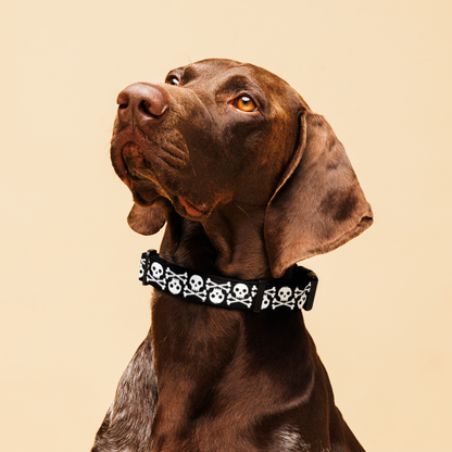 Jolly Roger Pet collar