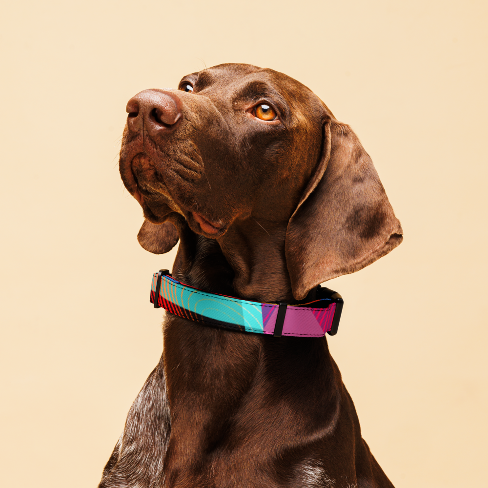 Modern Art Pet collar