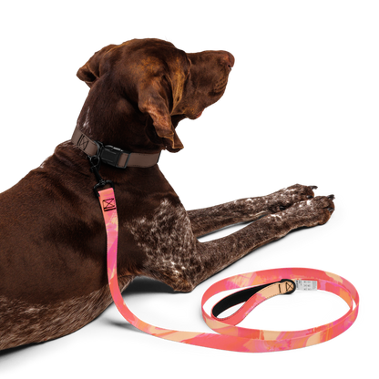 Paint Splash Pet leash