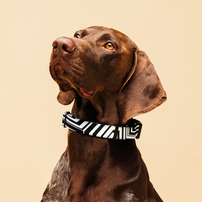 Razzle Dazzle Pet collar